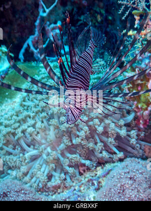 Leone Rosso nella barriera corallina. Selayar, Sulawesi meridionale, Indonesia Foto Stock