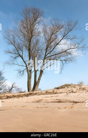 Paesaggio fluviale con alberi , erba , spiaggia sabbiosa e albero Foto Stock