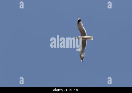 Gabbiano comune in volo Foto Stock