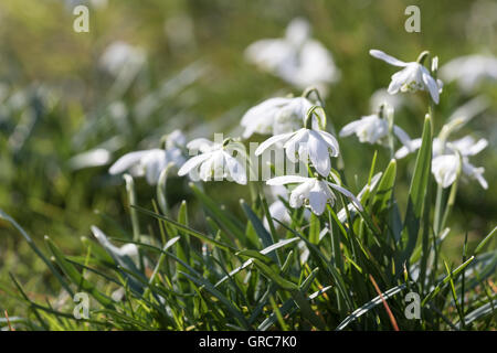 Snowdrops in erba Foto Stock