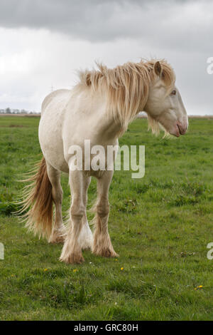 Irish Cop Cremello su pascolo Foto Stock