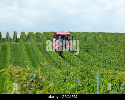 Vintage con Harvester in vigna Foto Stock