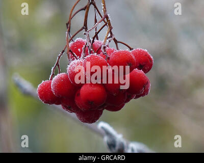 Red Rowan bacche coperto di brina Foto Stock