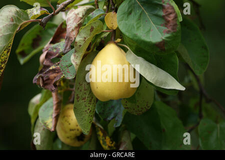 Cotogne, mature mele cotogne appeso nella struttura Foto Stock