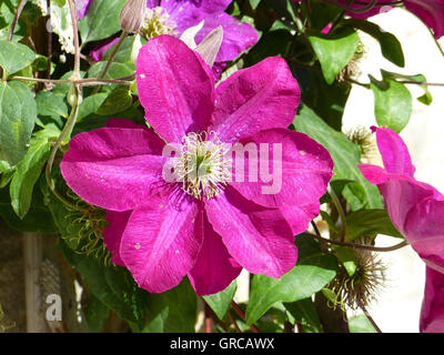 Clematis, Rosa fioritura Foto Stock