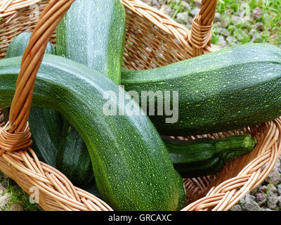 Cesto pieno di appena raccolto zucchine Foto Stock