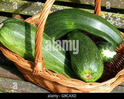 Cesto pieno di appena raccolto zucchine Foto Stock