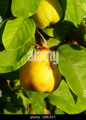 Cotogne, mature mele cotogne appeso nella struttura Foto Stock