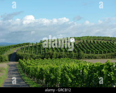 Distretto Vinegrowing, vigneti in Rhinehesse, Germania Foto Stock