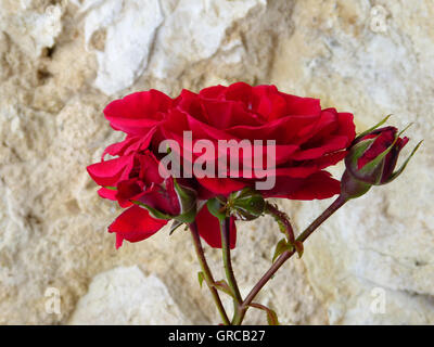 Blooming Red Rose Foto Stock