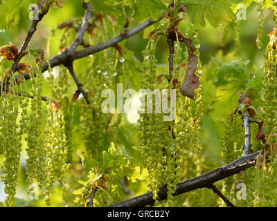 Fiore di un albero di quercia Foto Stock