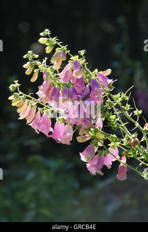 Foxglove comune, Rosa fioritura Foto Stock