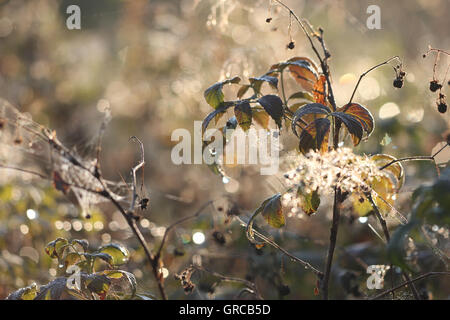 Impianto di Blackberry ed erbe al mattino di retroilluminazione, In Moor Foto Stock