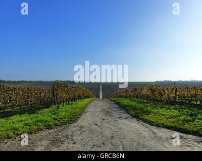 Zona vitivinicola Rheinhessen, Alzey Distretto in autunno, Renania-Palatinato, Germania Foto Stock