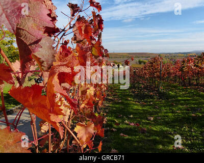 Zona vitivinicola Rhinehesse, Alzey Distretto in autunno, Renania-Palatinato, Germania Foto Stock