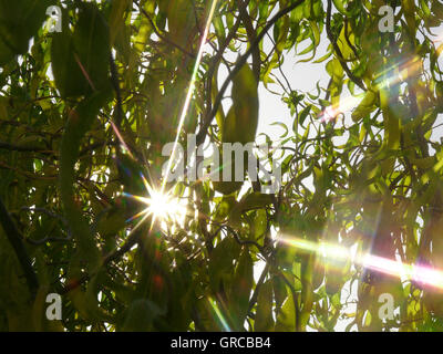 Sole splende attraverso la chioma di un albero di salice Foto Stock