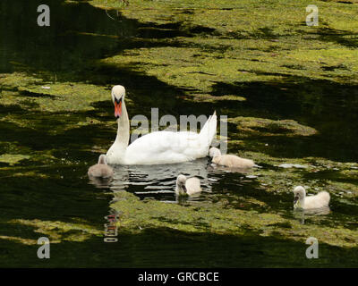 Cigni, Mama Swan nuotare in acqua insieme con i suoi quattro Goslings, Eiswoog vicino a Ramsen, Palatinato, due settimane di età i giovani cigni Foto Stock