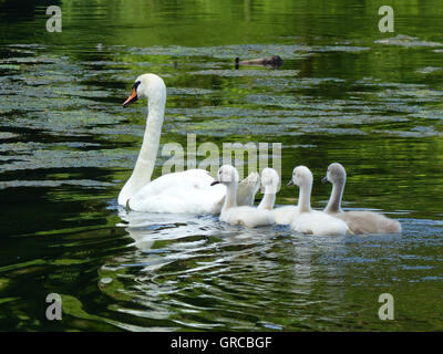 Cigni, Mama Swan nuotare in acqua insieme con i suoi quattro Goslings, Eiswoog vicino a Ramsen, Palatinato, due settimane di età i giovani cigni Foto Stock