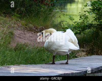 Swan camminando sulla terra Foto Stock
