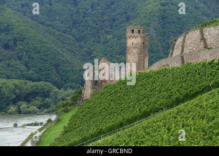 Rovina del castello di Ehrenfels vicino a Rudesheim, il fiume Reno, Hesse, Germania, Europa Foto Stock