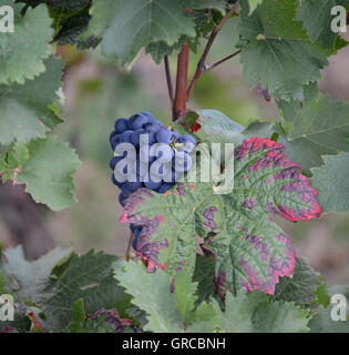 Mature blu uva appeso in un vitigno Foto Stock