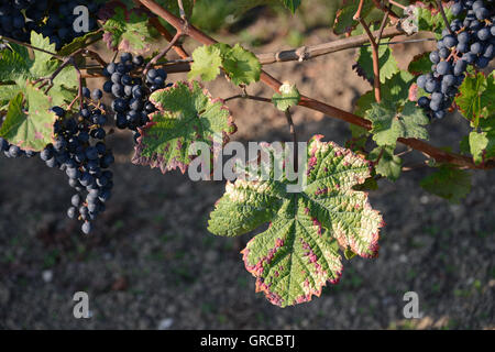 Mature blu uva appeso in un vitigno Foto Stock