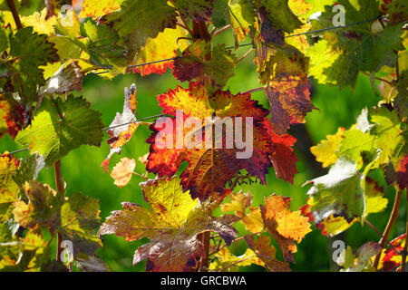 Autunno in vigna Foto Stock