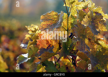 Colorati autunnali di foglie di vite sui vitigni nella regione Wine-Growing di Rheinhessen, Germania Foto Stock