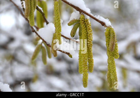 Neve sui fiori di nocciole Foto Stock