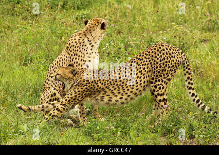 Un ghepardo stretching e sbadigli. Foto Stock