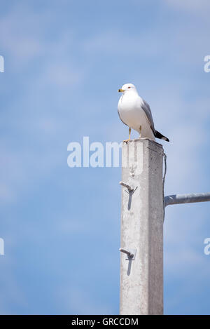 L'anello fatturati gabbiano appollaiato sul polo di calcestruzzo con cielo blu e nuvole Foto Stock