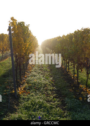 Viticoltura Rhinehesse distretto, vigneto in autunno Foto Stock