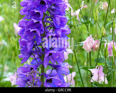 Aconitum, Monkshood, Aconitum napellus, pianta tossica Foto Stock