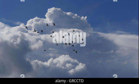 Il Cumulus bianche nuvole nel cielo blu con un sciame di volo degli uccelli Foto Stock