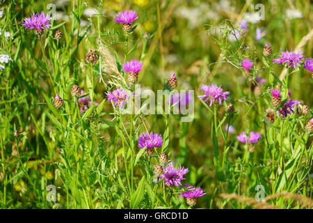 Prato con Fiordaliso marrone, Centaurea Jacea Foto Stock