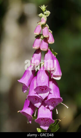 Foxglove, pianta tossica Foto Stock