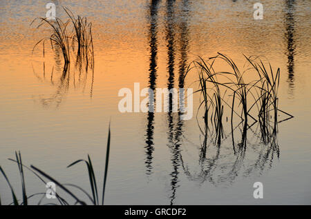 Erbe riflessa nell'acqua, Schwenninger Moos, origine del fiume Neckar Foto Stock