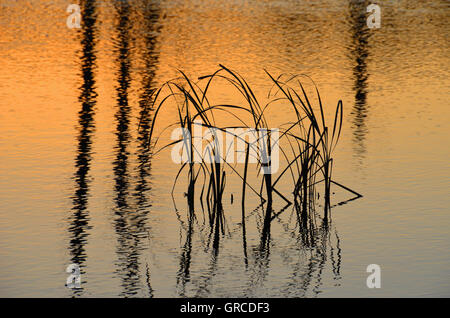 Erbe riflessa nell'acqua, Schwenninger Moos, origine del fiume Neckar Foto Stock