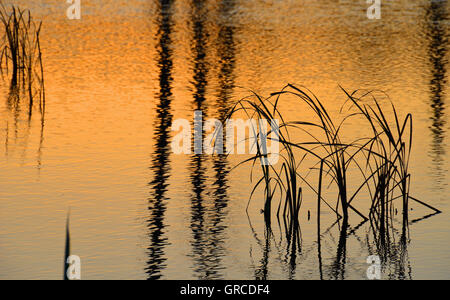 Erbe riflessa nell'acqua, Schwenninger Moos, origine del fiume Neckar Foto Stock