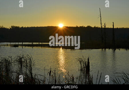 La mattina presto nel muschio Schwenninger, Villingen-Schwenningen, origine del fiume Neckar Foto Stock