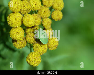 Bug di protezione su Tansy fiore Foto Stock