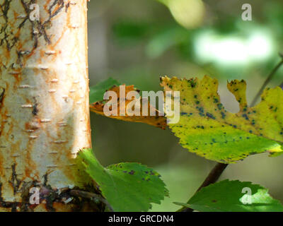 Roverella, Betulla Betula Pubescens Foto Stock