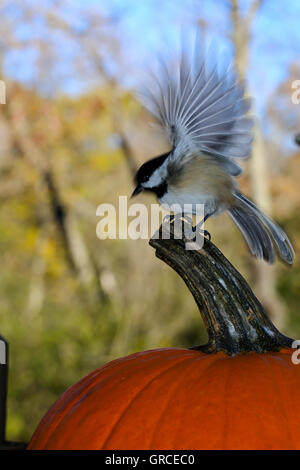 A Luisa (Parus atricapillus) lo sbarco sul gambo di una zucca in autunno. Foto Stock