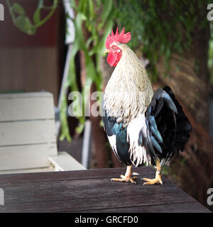 La Rooster in piedi sul bordo di un tavolo di legno, mostrando il suo bel bianco, nero iridato e piume. Foto Stock