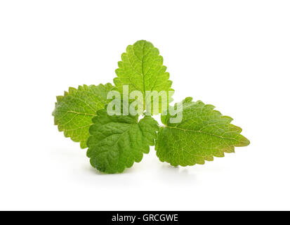 Balsamo fresco con foglie di menta isolato su bianco Foto Stock
