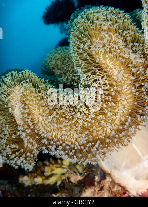 Colonia dei polipi di una pelle Toadstool Coral Sarcophyton Sp. Sullo sfondo blu superficie dell'acqua. Selayar, Sulawesi meridionale, Indonesia Foto Stock