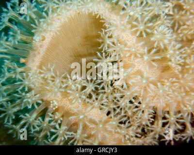 Macroshot dei polipi di una pelle Toadstool Coral Sarcophyton Sp. Selayar, Sulawesi meridionale, Indonesia Foto Stock