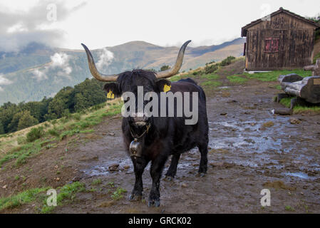 Il contatto visivo con un nero permanente Scottish Highland mucca, sullo sfondo di un fienile, il bianco delle nuvole e montagna cresta Foto Stock