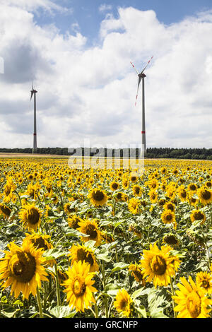 Campo con girasoli e mulini a vento in Backround Foto Stock