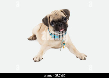 Un pug cucciolo sdraiato guardando la telecamera in uno sfondo bianco Foto Stock